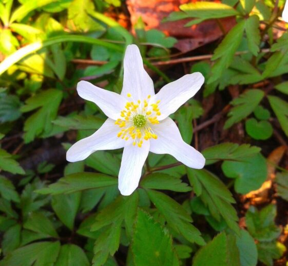 anemone flower forest nature solar 1140052 anemone flower forest nature solar 1140052