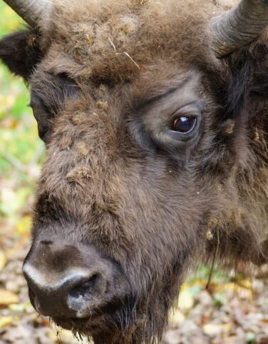 animals nature mammals wisent 3072642