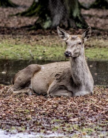 female deer biaowiea doe poland 600146