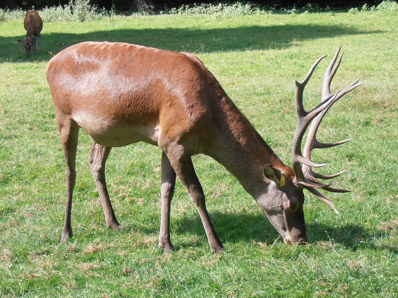 hart antlers deer horns forest 1096172