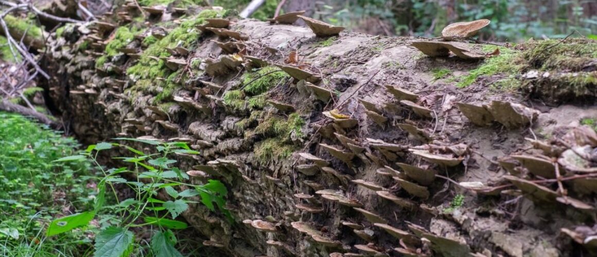 hub trunk tree wood hub forest 1615273