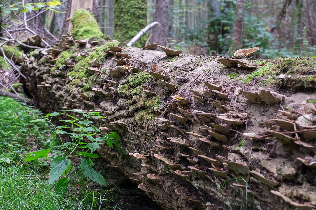 hub trunk tree wood hub forest 1615273