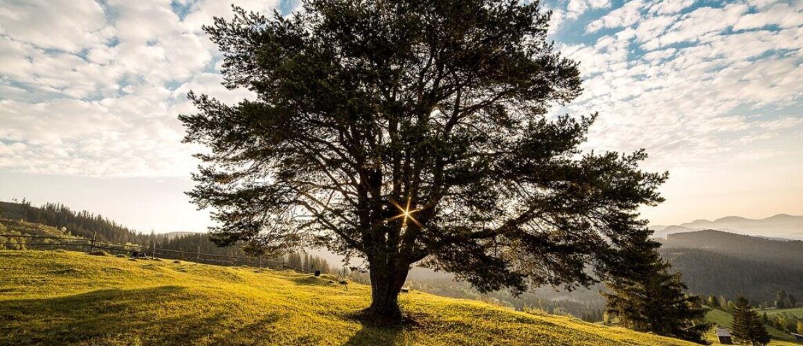 meadow tree sunrise dawn morning 338211