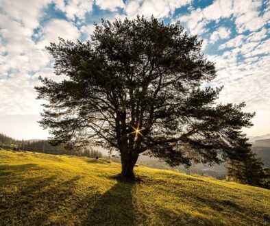 meadow tree sunrise dawn morning 338211