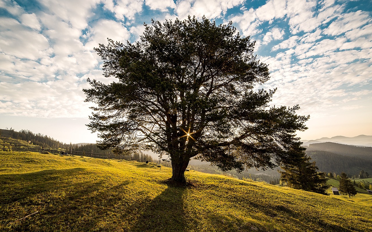 meadow tree sunrise dawn morning 338211