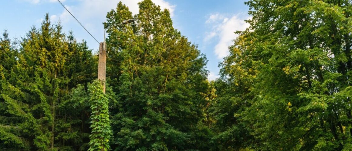 pole lantern ivy tree 4591803