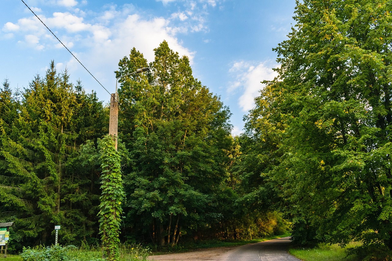 pole lantern ivy tree 4591803